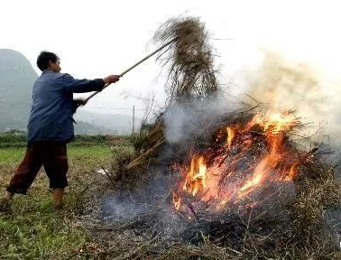 你年年都想燒的秸稈，今年可以吃票子了！